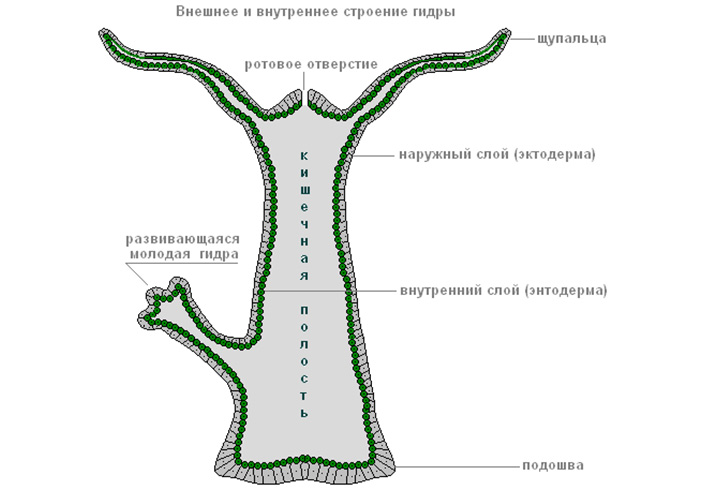 Кракен актуальные ссылки на сегодня