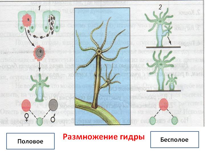 Кракен са